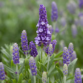 LAVENDER TYPE